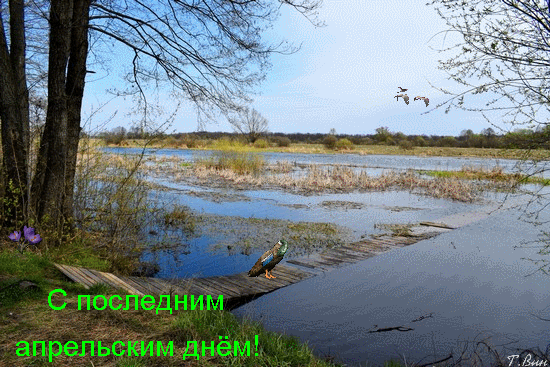 Картинки с Последним днем апреля (40 открыток). Последний апрельский день: гифки и мерцающие открытки