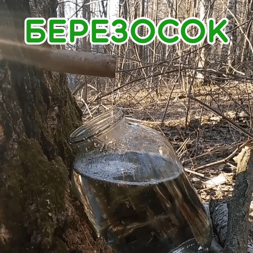Картинки на Березосок (15 открыток). Анимированные гифки на Березосок