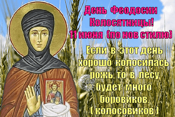 Картинки Феодосья Колосятница (17 открыток). Гифки на Феодосью Колосятницу