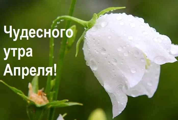 Картинки с Добрым утром апреля (155 открыток). Красивые картинки с надписью "Доброе утро апреля"