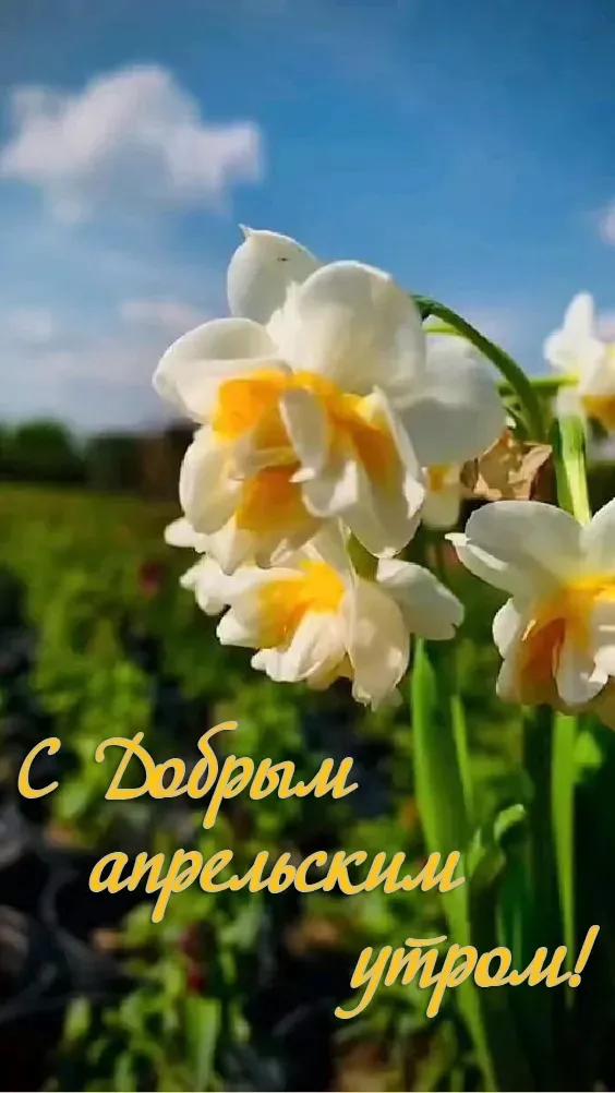 Картинки с Добрым утром апреля (155 открыток). Красивые картинки с надписью "Доброе утро апреля"