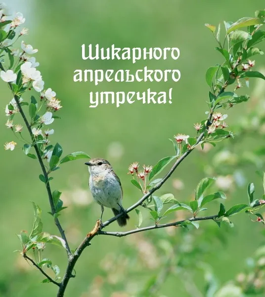 Картинки с Добрым утром апреля (155 открыток). Красивые картинки с надписью "Доброе утро апреля"