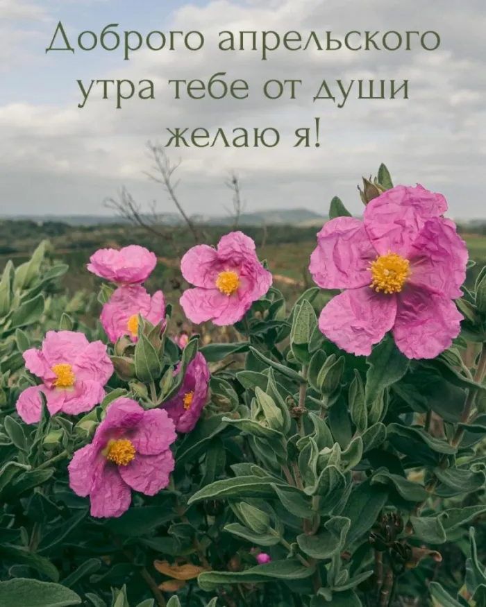 Картинки с Добрым утром апреля (155 открыток). Красивые картинки с надписью "Доброе утро апреля"