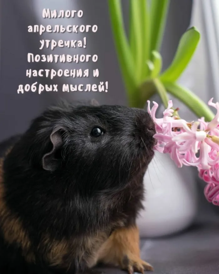 Картинки с Добрым утром апреля (155 открыток). Красивые картинки с надписью "Доброе утро апреля"