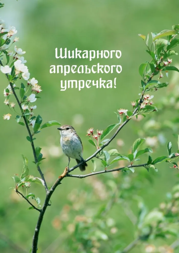Картинки с Добрым утром апреля (155 открыток). Красивые картинки с надписью "Доброе утро апреля"