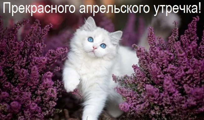 Картинки с Добрым утром апреля (155 открыток). Красивые картинки с надписью "Доброе утро апреля"