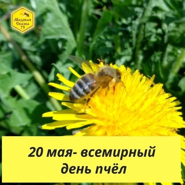 Картинки со Всемирным днем пчел (40 открыток). Красивые картинки с Днем пчел