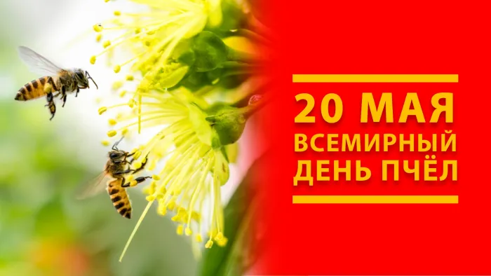 Картинки со Всемирным днем пчел (40 открыток). Красивые картинки с Днем пчел