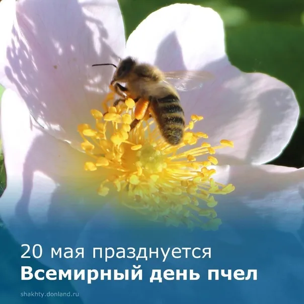 Картинки со Всемирным днем пчел (40 открыток). Красивые картинки с Днем пчел