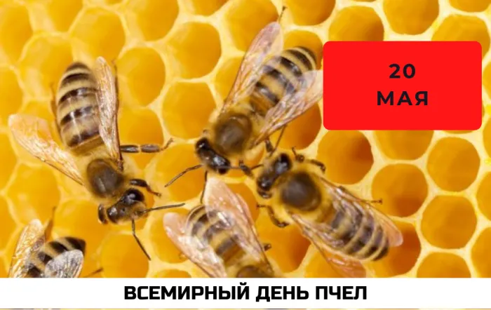 Картинки со Всемирным днем пчел (40 открыток). Красивые картинки с Днем пчел