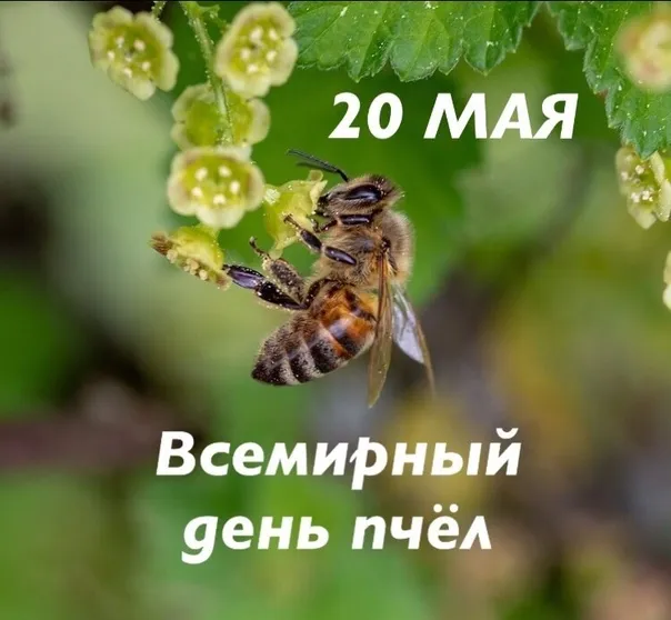 Картинки со Всемирным днем пчел (40 открыток). Красивые картинки с Днем пчел