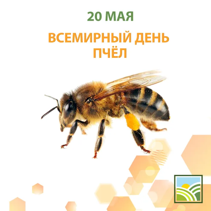 Картинки со Всемирным днем пчел (40 открыток). Красивые картинки с Днем пчел
