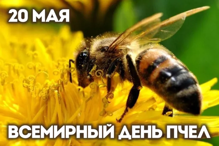 Картинки со Всемирным днем пчел (40 открыток)