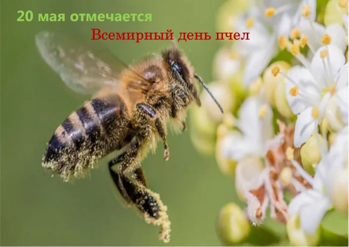 Картинки со Всемирным днем пчел (40 открыток). Красивые картинки с Днем пчел
