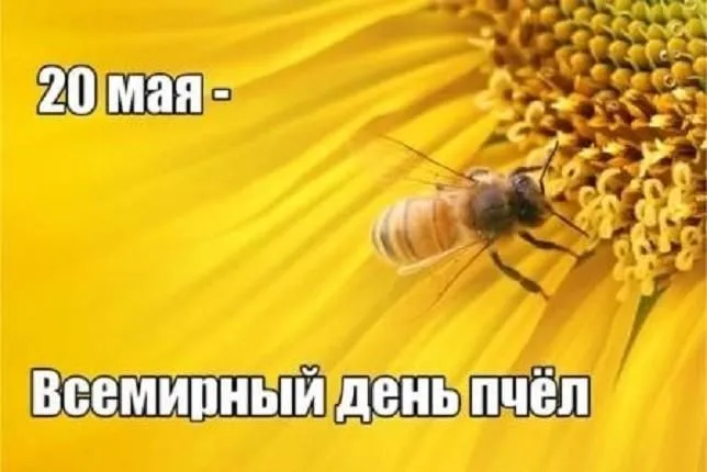 Картинки со Всемирным днем пчел (40 открыток). Красивые картинки с Днем пчел