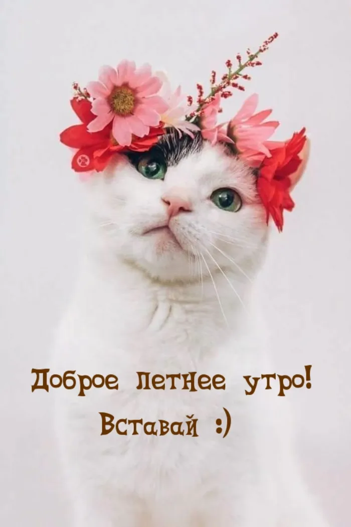 Картинки с Добрым утром лета (230 открыток). Красивые и позитивные картинки Доброе летнее утро