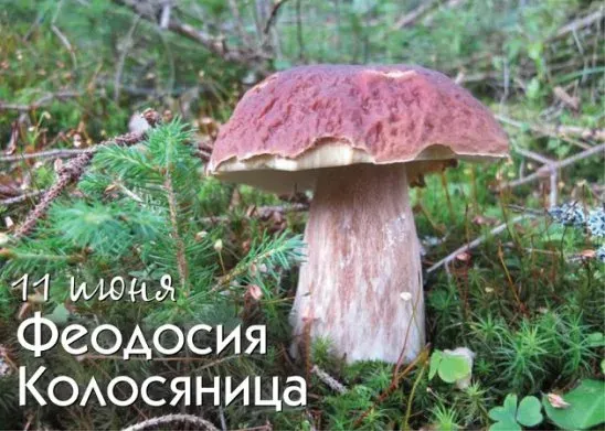 Картинки Феодосья Колосятница (17 открыток). Феодосья Колосятница: красивые картинки с надписями