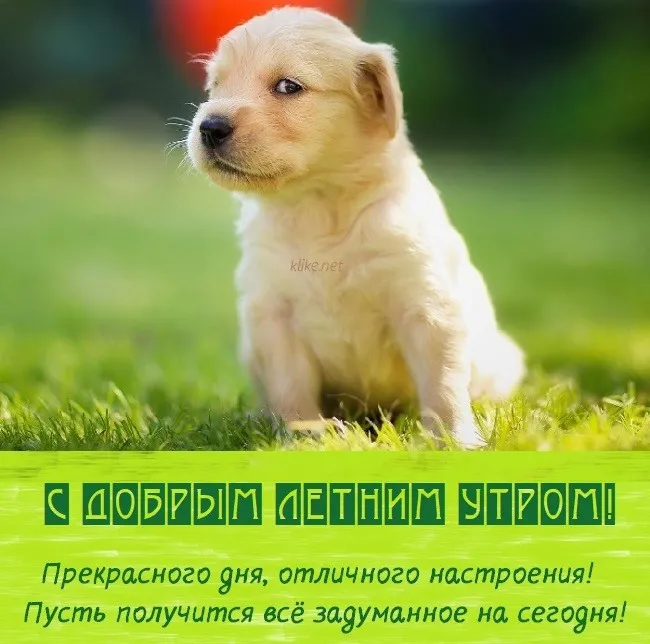 Картинки с Добрым утром лета (230 открыток). Красивые и позитивные картинки Доброе летнее утро