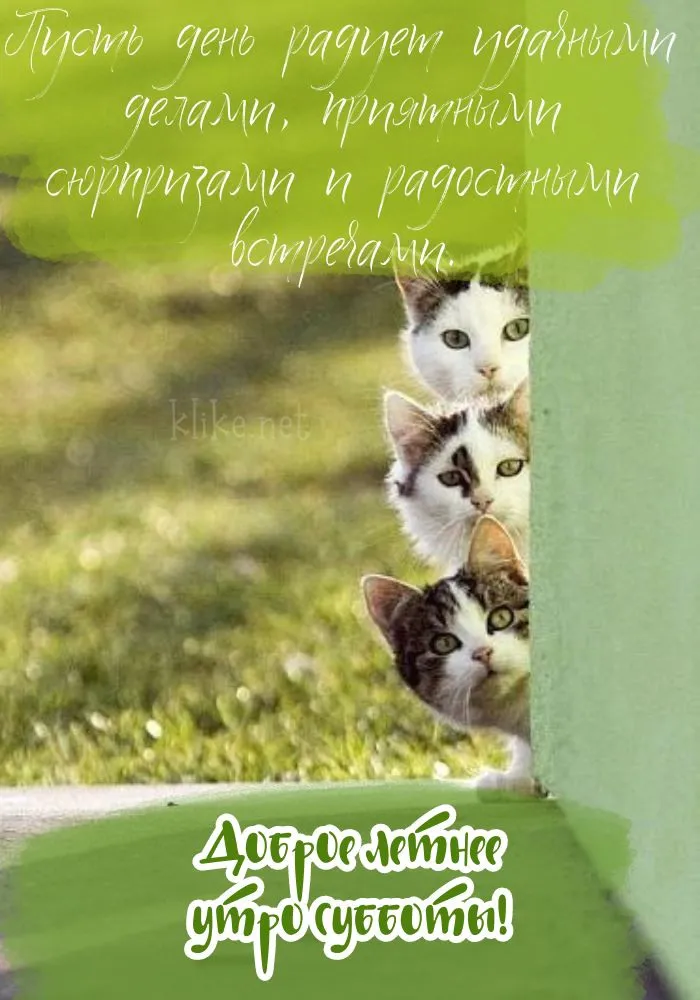 Картинки с Добрым утром лета (230 открыток). Красивые и позитивные картинки Доброе летнее утро