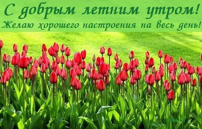 Картинки с Добрым утром лета (230 открыток). Красивые и позитивные картинки Доброе летнее утро