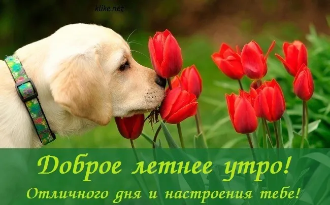 Картинки с Добрым утром лета (230 открыток). Красивые и позитивные картинки Доброе летнее утро