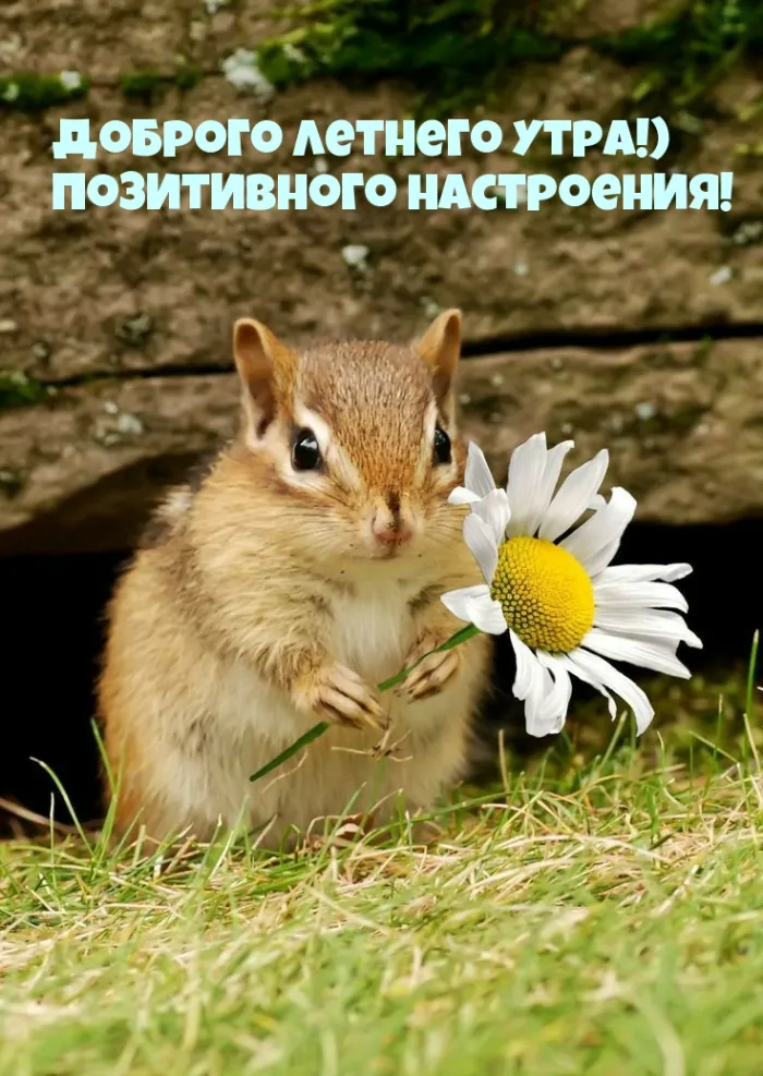 Картинки с Добрым утром лета (230 открыток). Красивые и позитивные картинки Доброе летнее утро