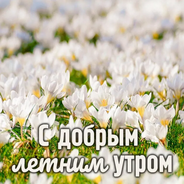 Картинки с Добрым утром лета (230 открыток). Красивые и позитивные картинки Доброе летнее утро