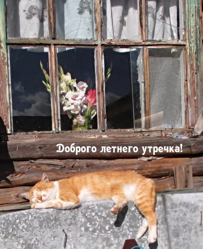 Картинки с Добрым утром лета (230 открыток). Красивые и позитивные картинки Доброе летнее утро