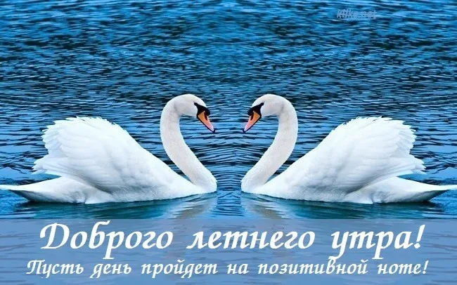 Картинки с Добрым утром лета (230 открыток). Красивые и позитивные картинки Доброе летнее утро