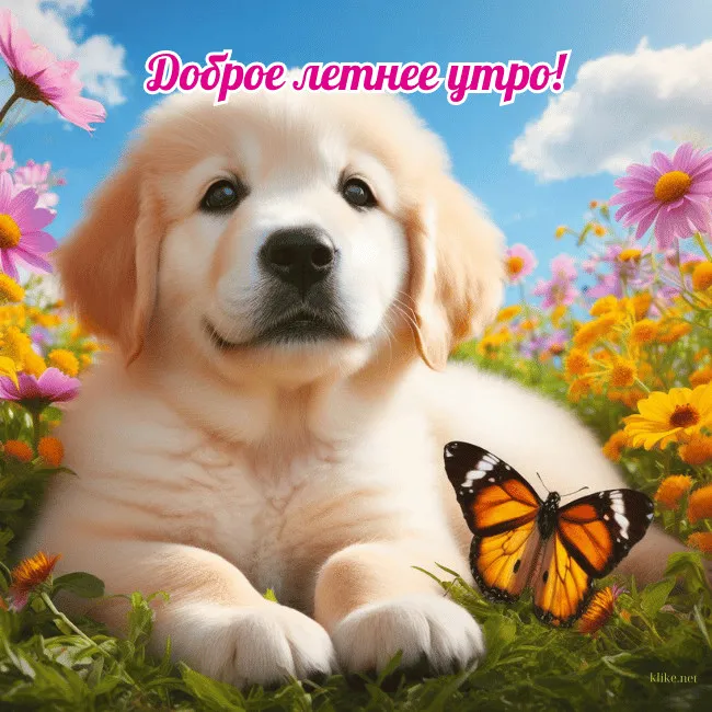 Картинки с Добрым утром лета (230 открыток). Красивые и позитивные картинки Доброе летнее утро