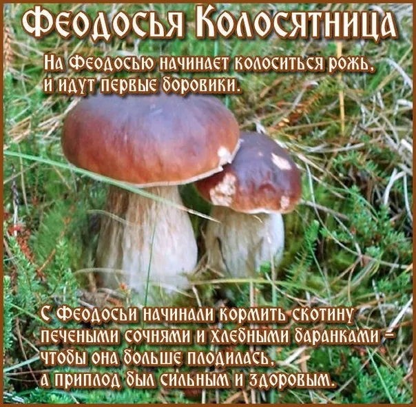 Картинки Феодосья Колосятница (17 открыток). Феодосья Колосятница: красивые картинки с надписями
