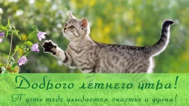 Картинки с Добрым утром лета (230 открыток). Красивые и позитивные картинки Доброе летнее утро