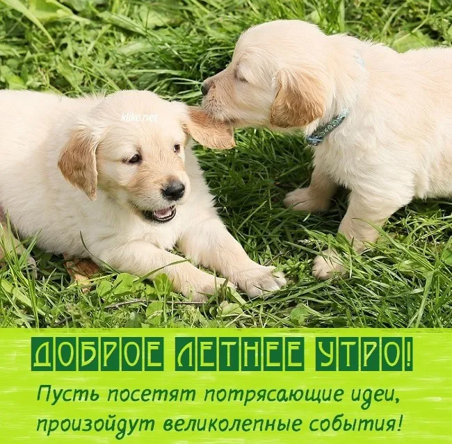 Картинки с Добрым утром лета (230 открыток). Красивые и позитивные картинки Доброе летнее утро