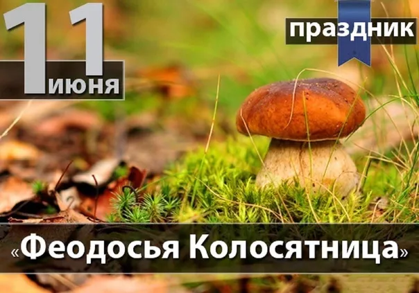 Картинки Феодосья Колосятница (17 открыток). Феодосья Колосятница: красивые картинки с надписями