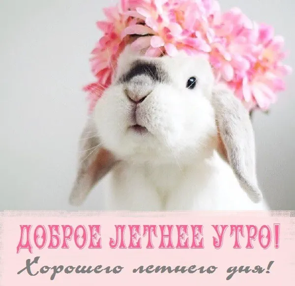 Картинки с Добрым утром лета (230 открыток). Красивые и позитивные картинки Доброе летнее утро