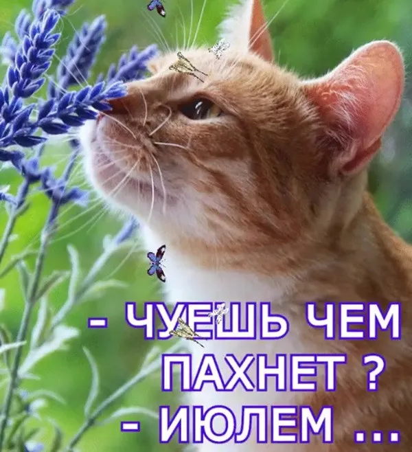 Картинки с первым днем июля (95 открыток). Красивые картинки с первым днем июля