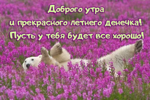 Картинки с Добрым утром лета (230 открыток). Красивые и позитивные картинки Доброе летнее утро