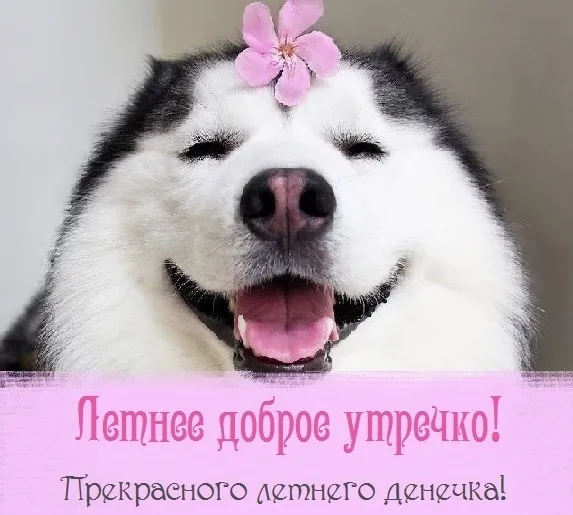 Картинки с Добрым утром лета (230 открыток). Красивые и позитивные картинки Доброе летнее утро