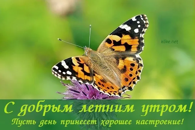 Картинки с Добрым утром лета (230 открыток). Красивые и позитивные картинки Доброе летнее утро