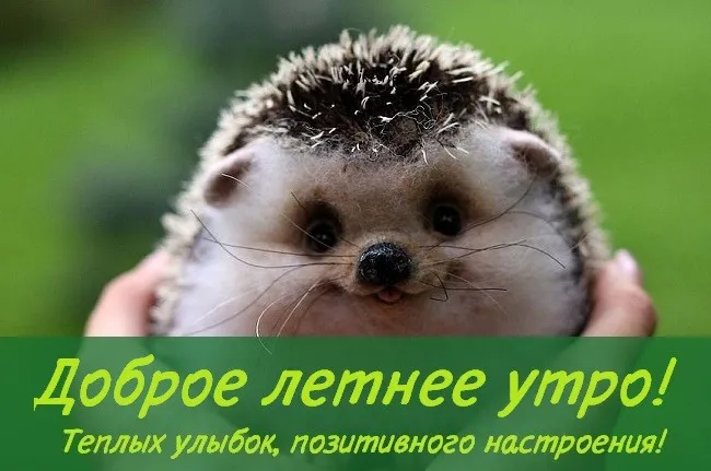 Картинки с Добрым утром лета (230 открыток). Красивые и позитивные картинки Доброе летнее утро