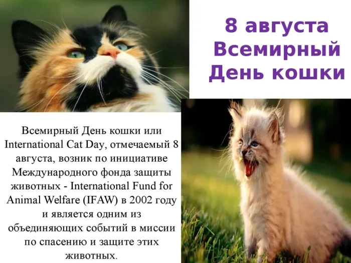 Картинки со Всемирным днем кошек (50 открыток). Красивые картинки со Всемирным днем кошек