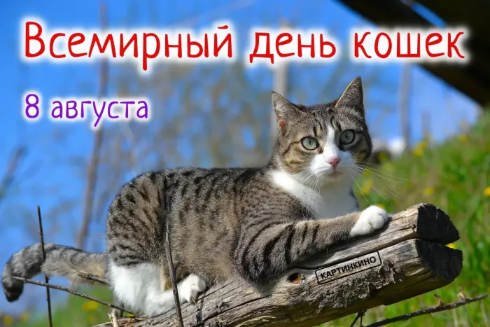 Картинки со Всемирным днем кошек (50 открыток). Красивые картинки со Всемирным днем кошек