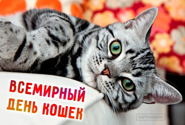 Картинки со Всемирным днем кошек (50 открыток). Красивые картинки со Всемирным днем кошек