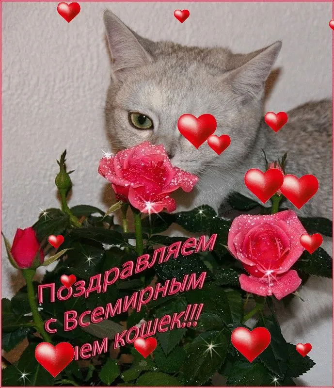 Картинки со Всемирным днем кошек (50 открыток). Красивые картинки со Всемирным днем кошек