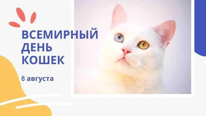 Картинки со Всемирным днем кошек (50 открыток). Красивые картинки со Всемирным днем кошек