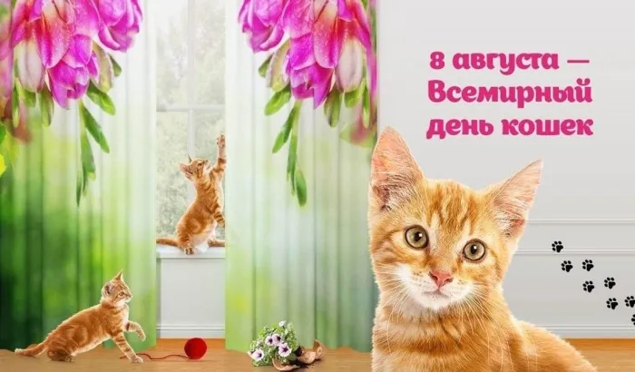 Картинки со Всемирным днем кошек (50 открыток). Красивые картинки со Всемирным днем кошек
