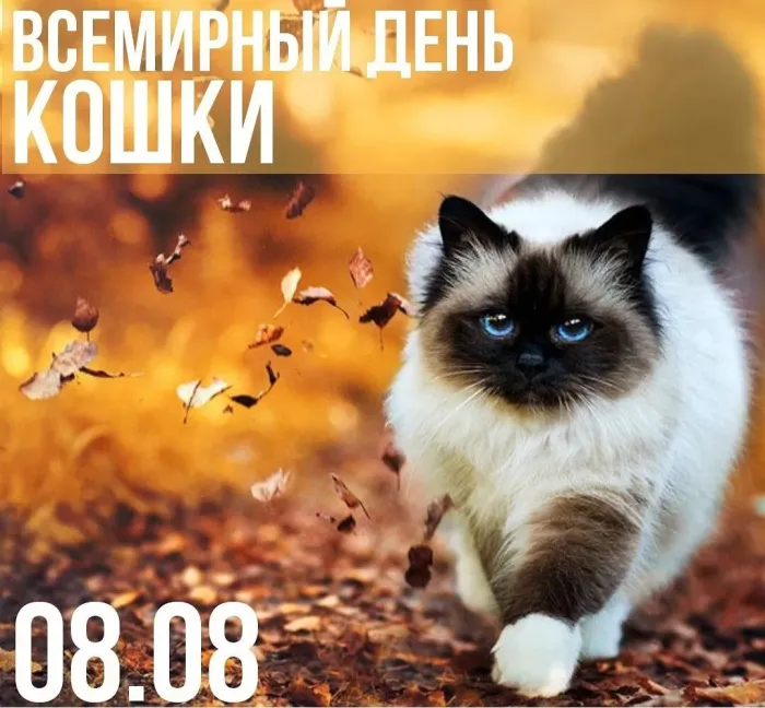 Картинки со Всемирным днем кошек (50 открыток). Красивые картинки со Всемирным днем кошек