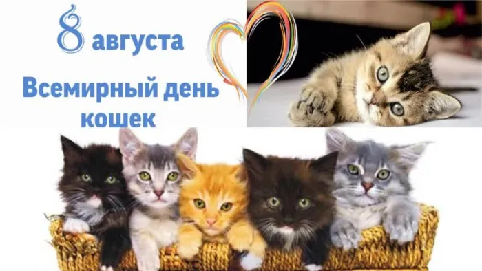 Картинки со Всемирным днем кошек (50 открыток). Красивые картинки со Всемирным днем кошек
