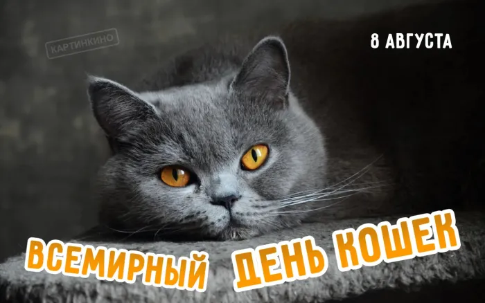 Картинки со Всемирным днем кошек (50 открыток). Красивые картинки со Всемирным днем кошек