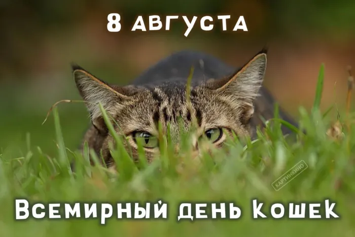 Картинки со Всемирным днем кошек (50 открыток). Красивые картинки со Всемирным днем кошек